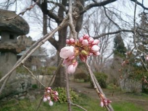20120416桜.jpg